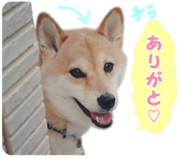 Anko & Ten sticker #15894442