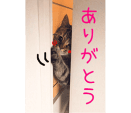 Kaori's Cat LIFE sticker #15896316