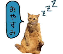 Kaori's Cat LIFE sticker #15896320
