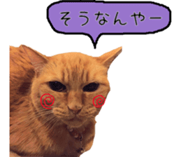 Kaori's Cat LIFE sticker #15896321
