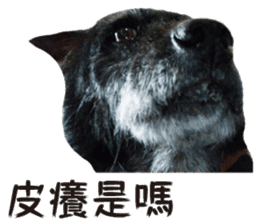 Handsome Dobby sticker #15896754