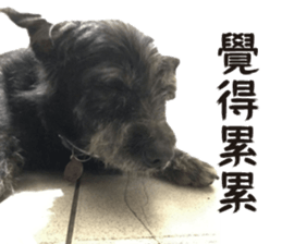 Handsome Dobby sticker #15896762