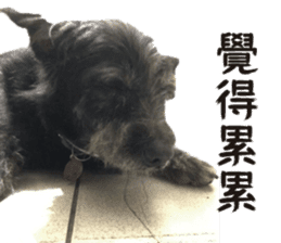 Handsome Dobby sticker #15896762