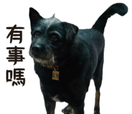 Handsome Dobby sticker #15896768