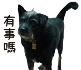 Handsome Dobby sticker #15896768