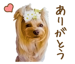 Cute dog Mint-chan sticker #15897611