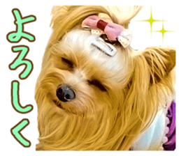 Cute dog Mint-chan sticker #15897612