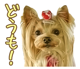 Cute dog Mint-chan sticker #15897614