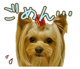 Cute dog Mint-chan sticker #15897616