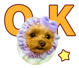 Cute dog Mint-chan sticker #15897619