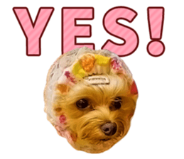 Cute dog Mint-chan sticker #15897620