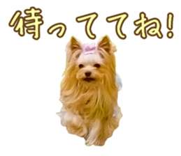 Cute dog Mint-chan sticker #15897623