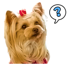 Cute dog Mint-chan sticker #15897625