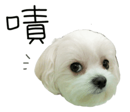 Geely puppy's daily sticker #15898702