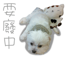 Geely puppy's daily sticker #15898703
