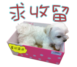 Geely puppy's daily sticker #15898707