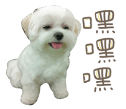 Geely puppy's daily sticker #15898713