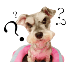 "Honey" raised the lovely little dog TWO sticker #15899170