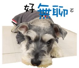 "Honey" raised the lovely little dog TWO sticker #15899171