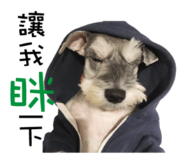 "Honey" raised the lovely little dog TWO sticker #15899172