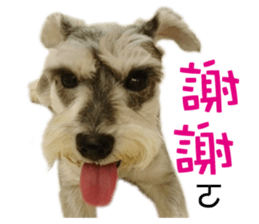 "Honey" raised the lovely little dog TWO sticker #15899173