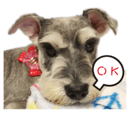 "Honey" raised the lovely little dog TWO sticker #15899174