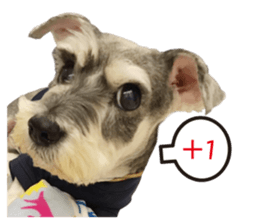 "Honey" raised the lovely little dog TWO sticker #15899176