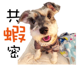 "Honey" raised the lovely little dog TWO sticker #15899177