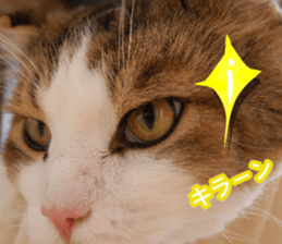 The real cat message 2 sticker #15901506