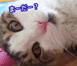 The real cat message 2 sticker #15901507