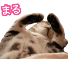 The real cat message 2 sticker #15901508