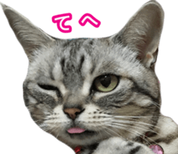 The real cat message 2 sticker #15901509