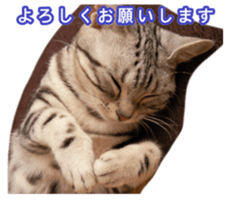 The real cat message 2 sticker #15901510