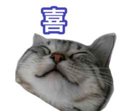 The real cat message 2 sticker #15901511