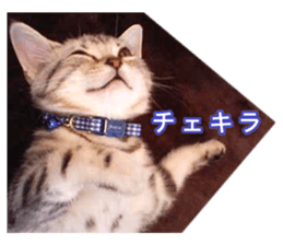 The real cat message 2 sticker #15901512