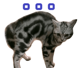 The real cat message 2 sticker #15901513