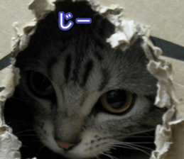 The real cat message 2 sticker #15901514