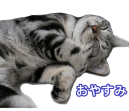 The real cat message 2 sticker #15901515