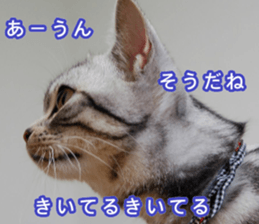 The real cat message 2 sticker #15901516