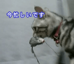 The real cat message 2 sticker #15901517