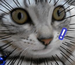 The real cat message 2 sticker #15901518