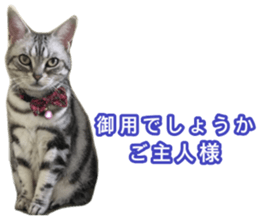 The real cat message 2 sticker #15901519