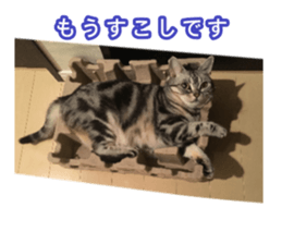 The real cat message 2 sticker #15901520