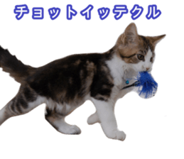 The real cat message 2 sticker #15901521