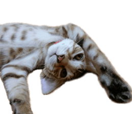 Alpah&Gamma- Second sticker #15903723