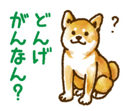 Niigata dialect speaking shibainu 3 sticker #15905866