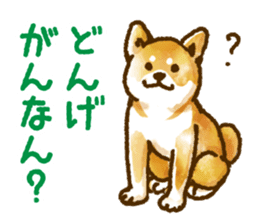 Niigata dialect speaking shibainu 3 sticker #15905866