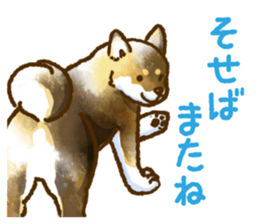 Niigata dialect speaking shibainu 3 sticker #15905875