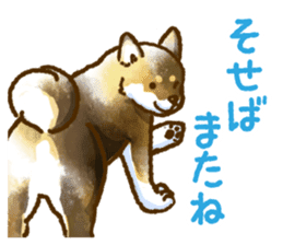 Niigata dialect speaking shibainu 3 sticker #15905875