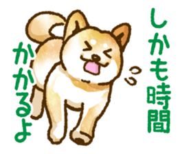 Niigata dialect speaking shibainu 3 sticker #15905883
